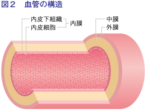 図2:血管の構造