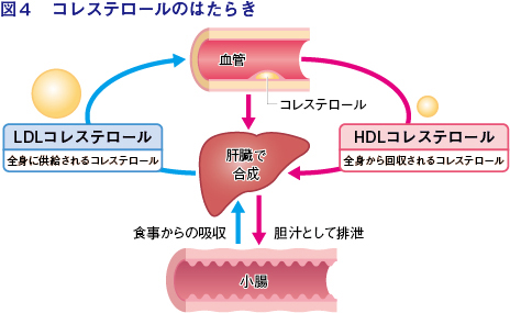 図4：コレステロールの働き