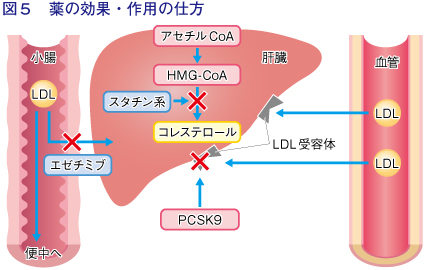 図5：薬の効果・作用の仕方